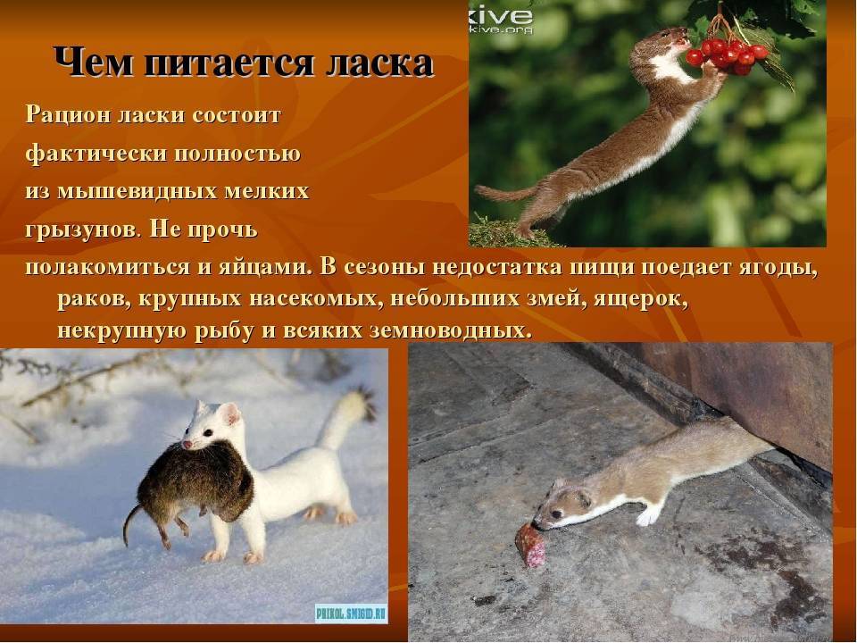Ласка животное. образ жизни и среда обитания ласки | живность.ру