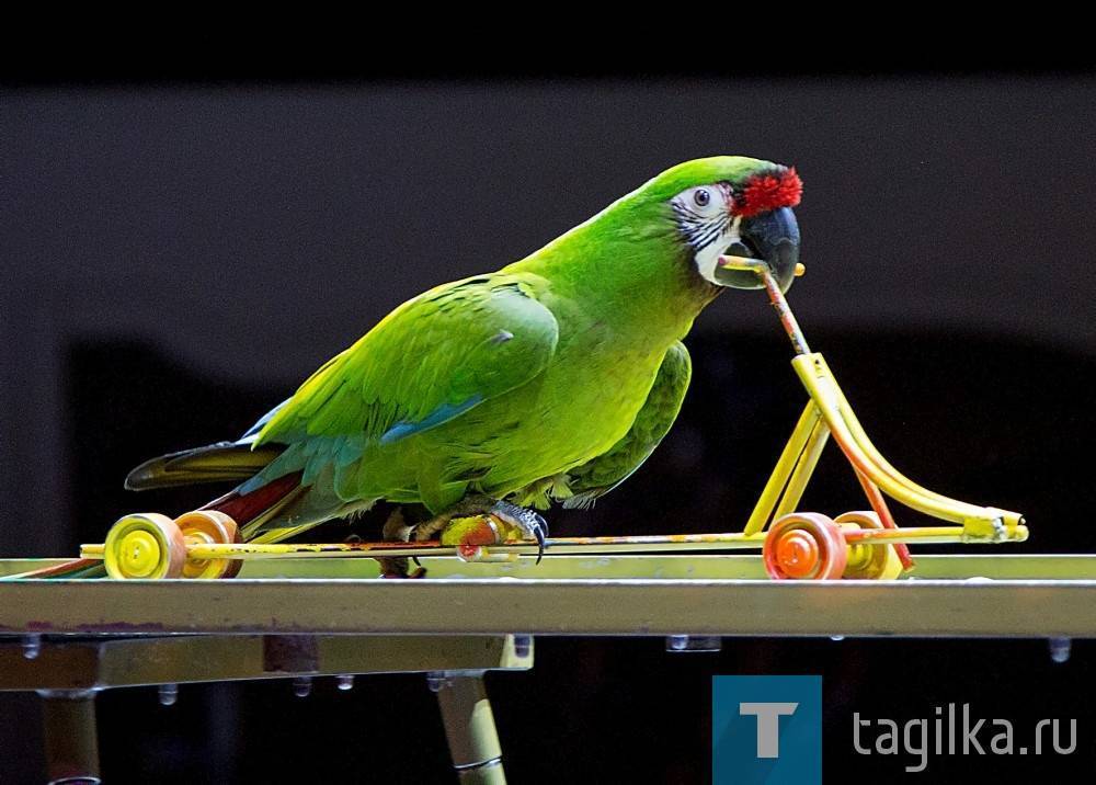 Прочитайте онлайн попугаи | дрессировка