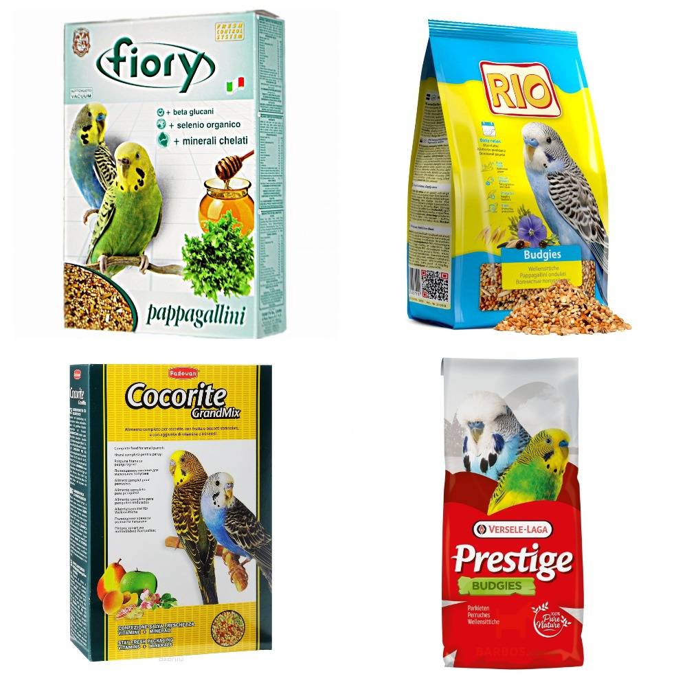 Что едят попугаи: рацион волнистых попугаев в природе и в доме