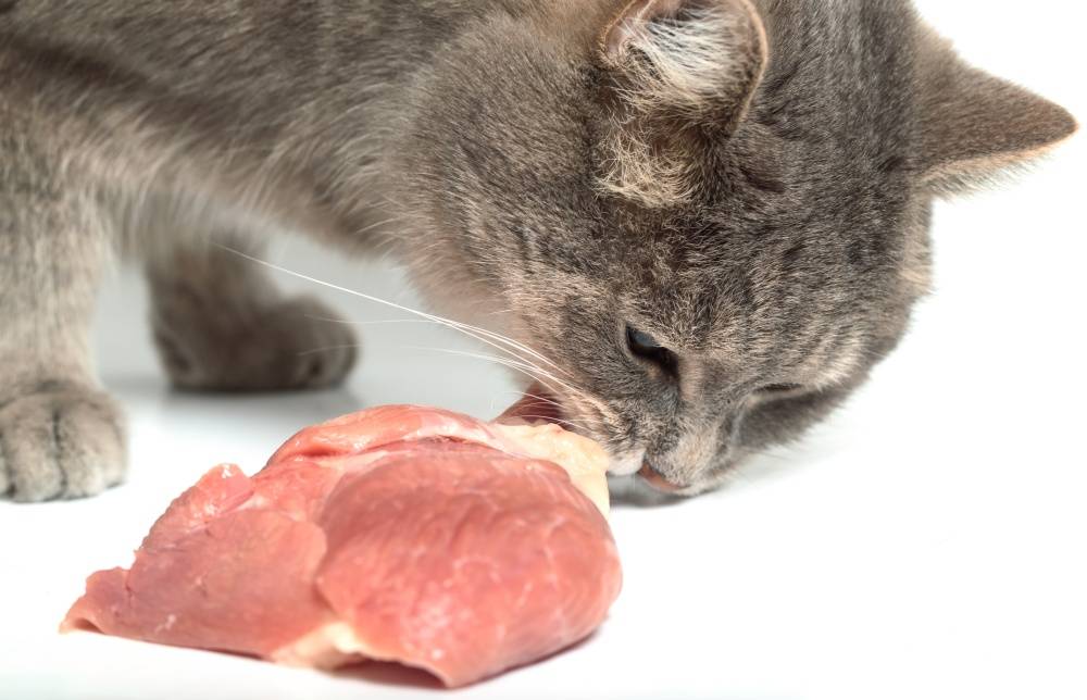 Можно ли кормить кошку сырым мясом: входит ли в рацион стерилизованной домашней кошки вареная курица, сколько нужно в день