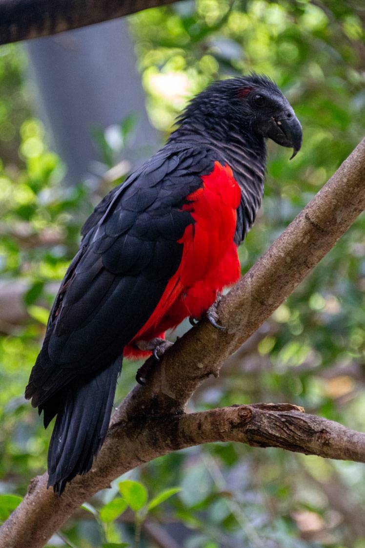 Веерный попугай: основные характеристики и условия содержания