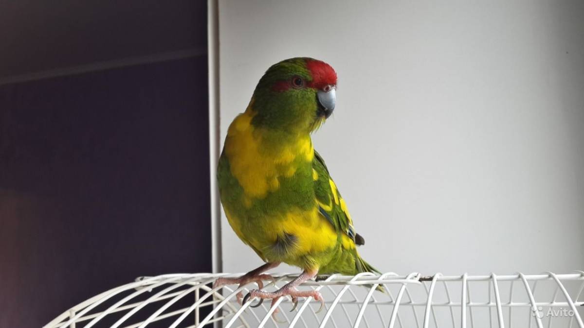 Какарики (попугаи): описание и содержание в домашних условиях