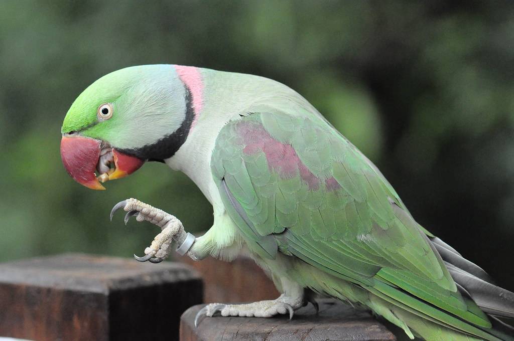 Кольчатый попугай. образ жизни и среда обитания кольчатого попугая | животный мир