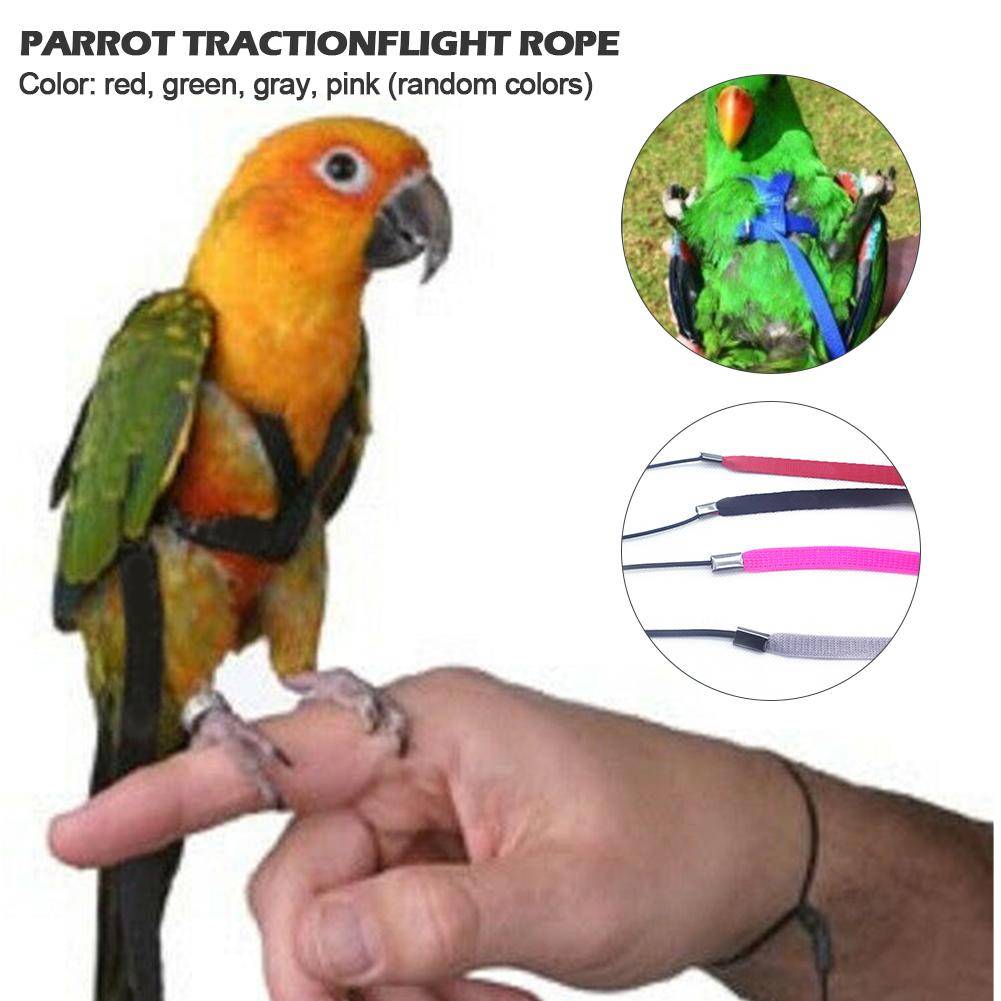 Шлейка для попугая: как сделать правильный выбор