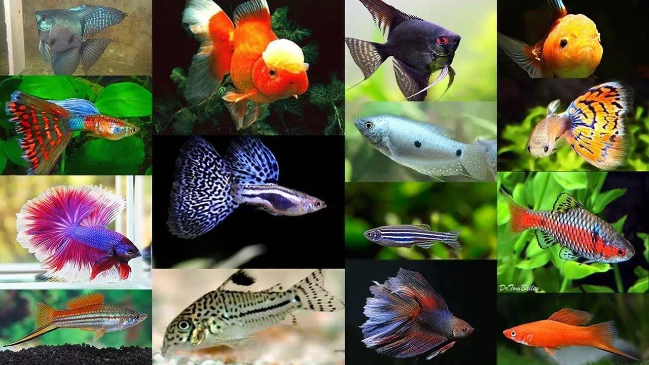 Виды аквариумных рыбок: 150 фото названия, описание, уход и правила содержания