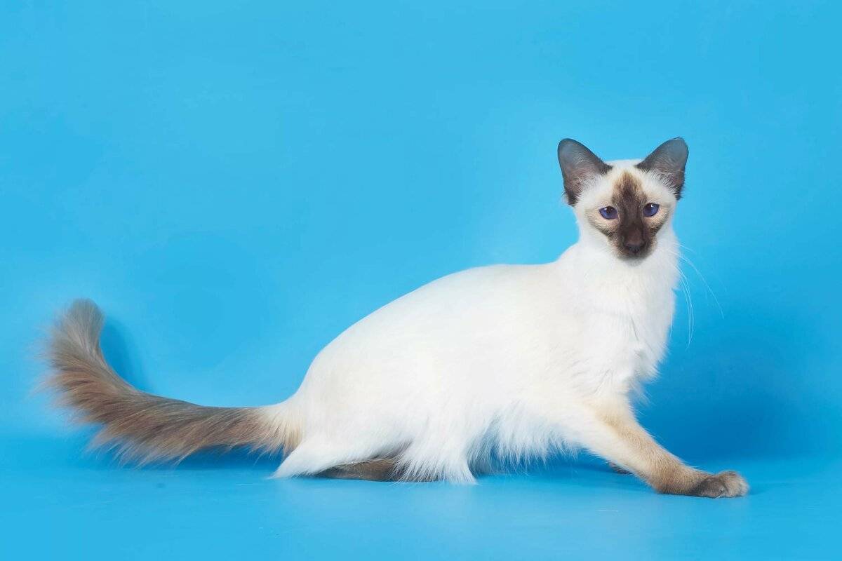 Ориентальная порода кошек: фото, стандарты, описание характера, отзывы