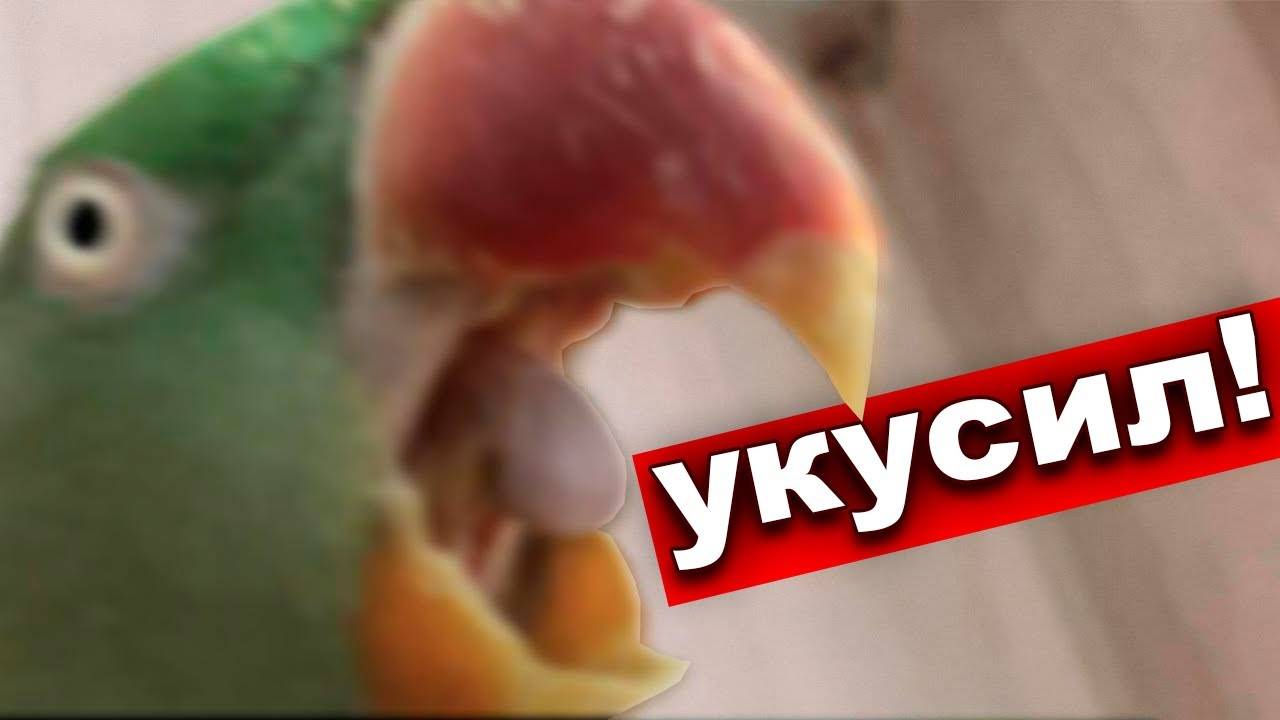 Почему попугай кусается