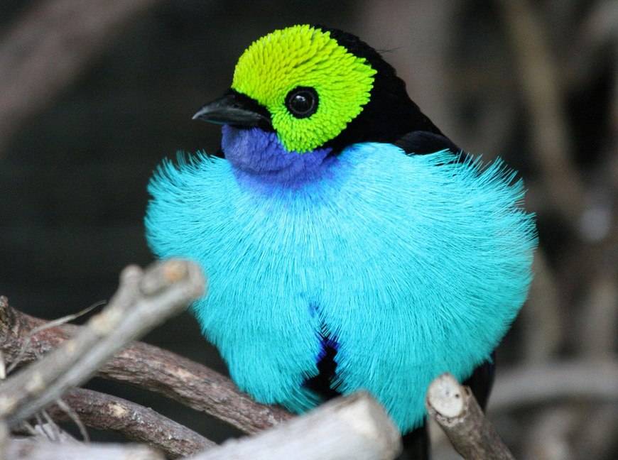 Самые красивые птицы в мире: названия, описания :: syl.ru