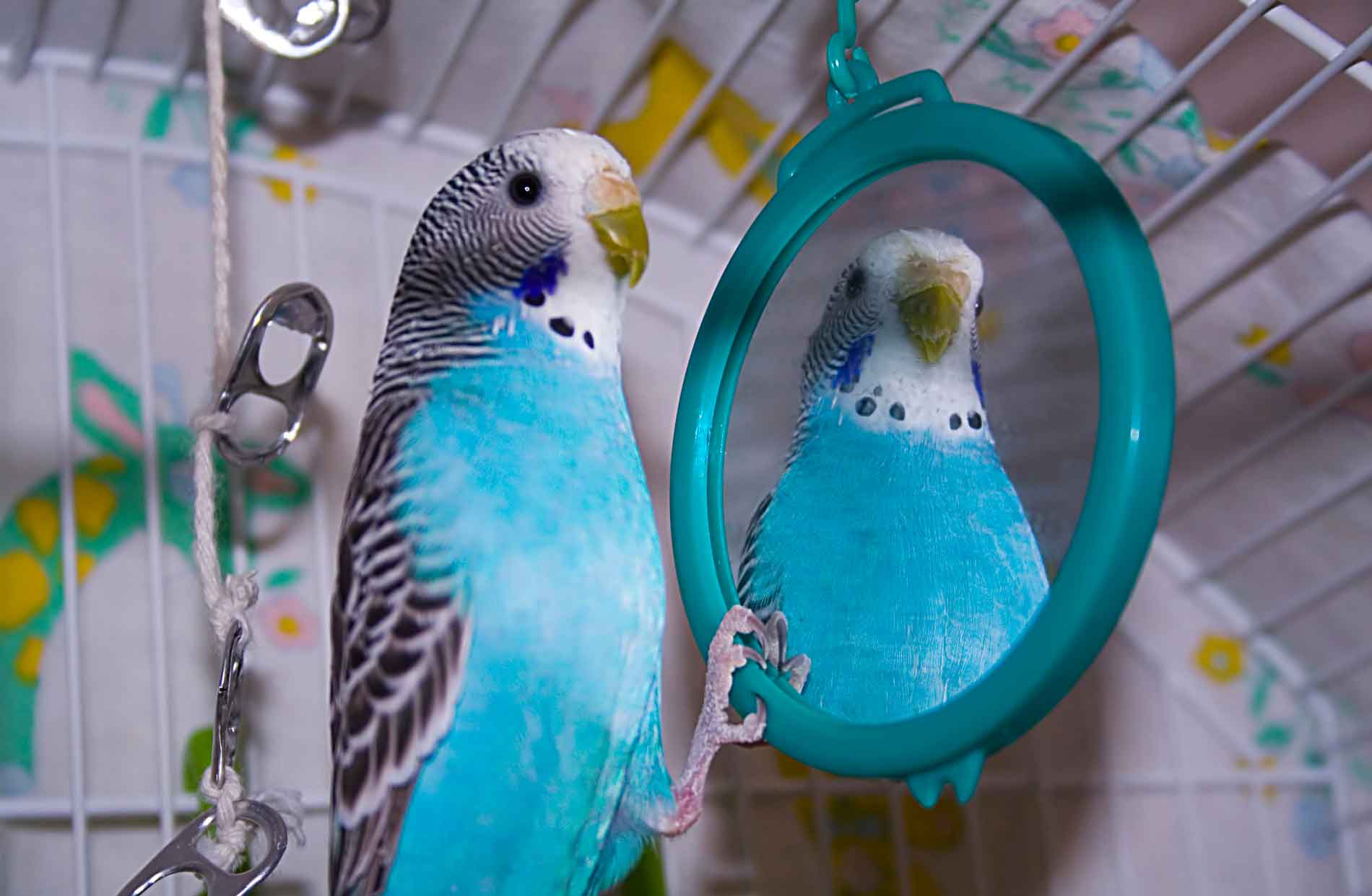 Дрессировка волнистого попугая: чему можно научить и как дрессировать в домашних условиях, обучение и воспитание