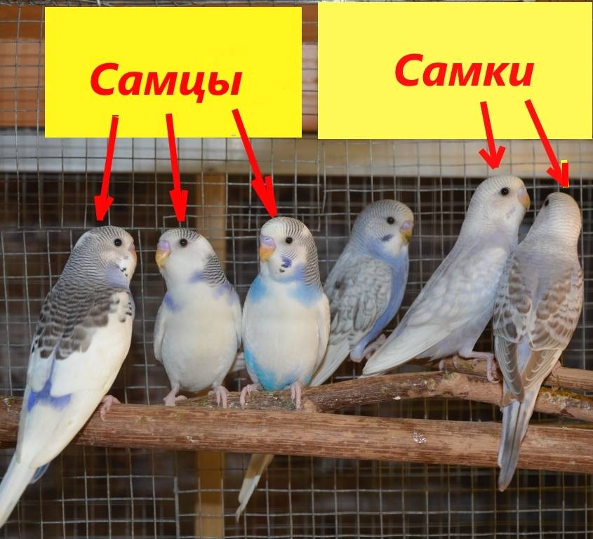 Волнистый питомец: как правильно выбирать говорящего попугая