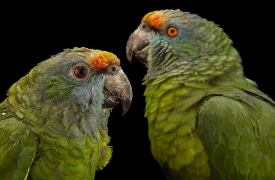 Попугай амазон: фото, содержание и размножение в неволе, виды: венесуэльский, краснолобый.
