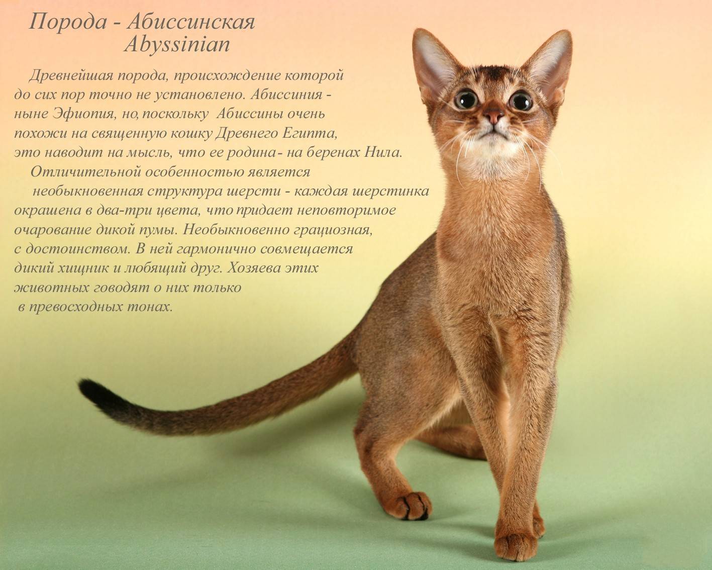 Описание внешности и характера абиссинской кошки, стандарты породы