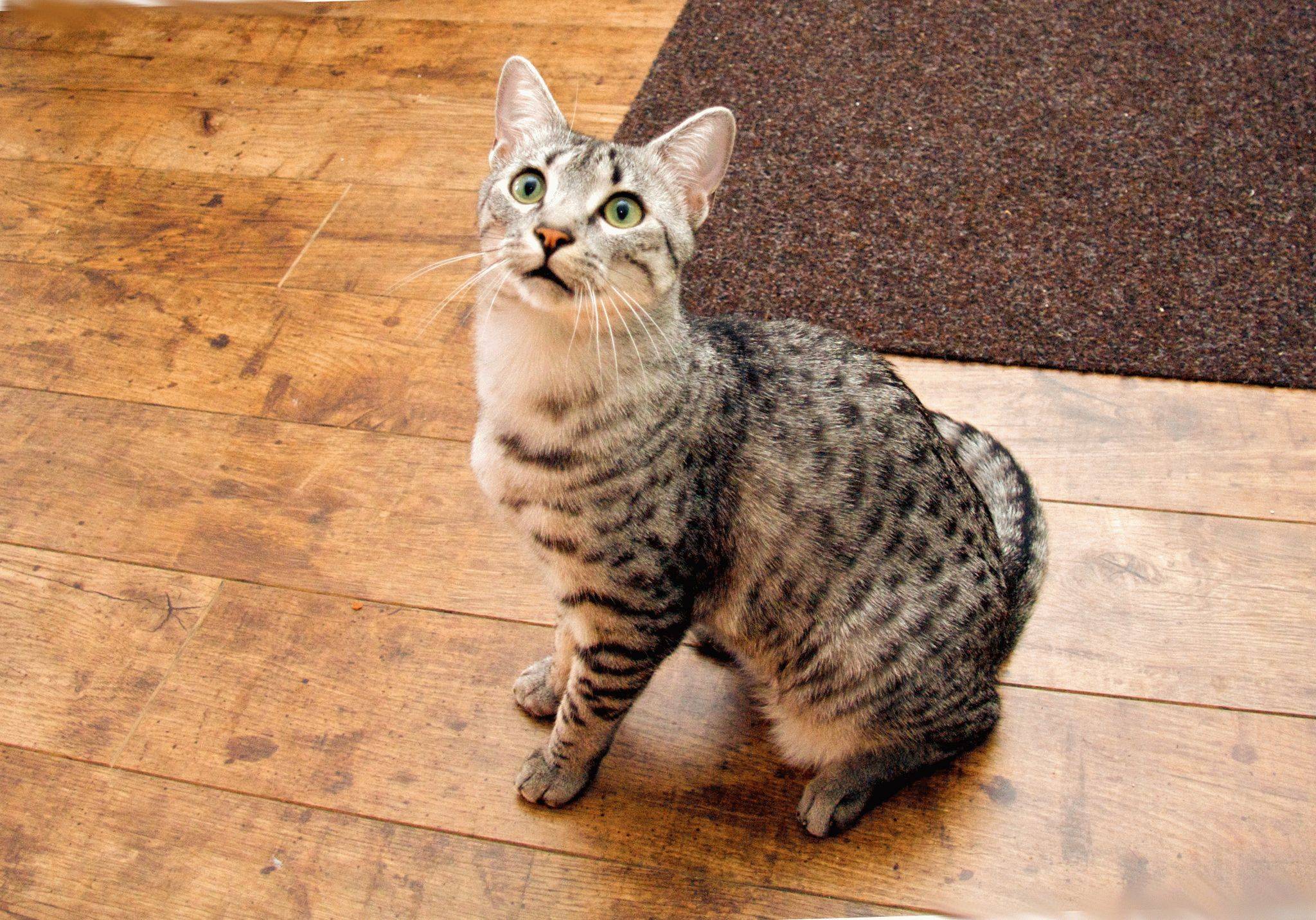Порода кошек египетская мау: описание, уход и содержание, правила кормления кота мао