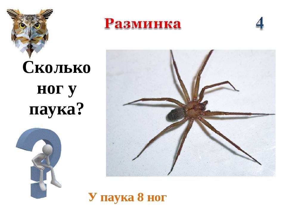 Паук насекомое или животное? почему паук не насекомое?