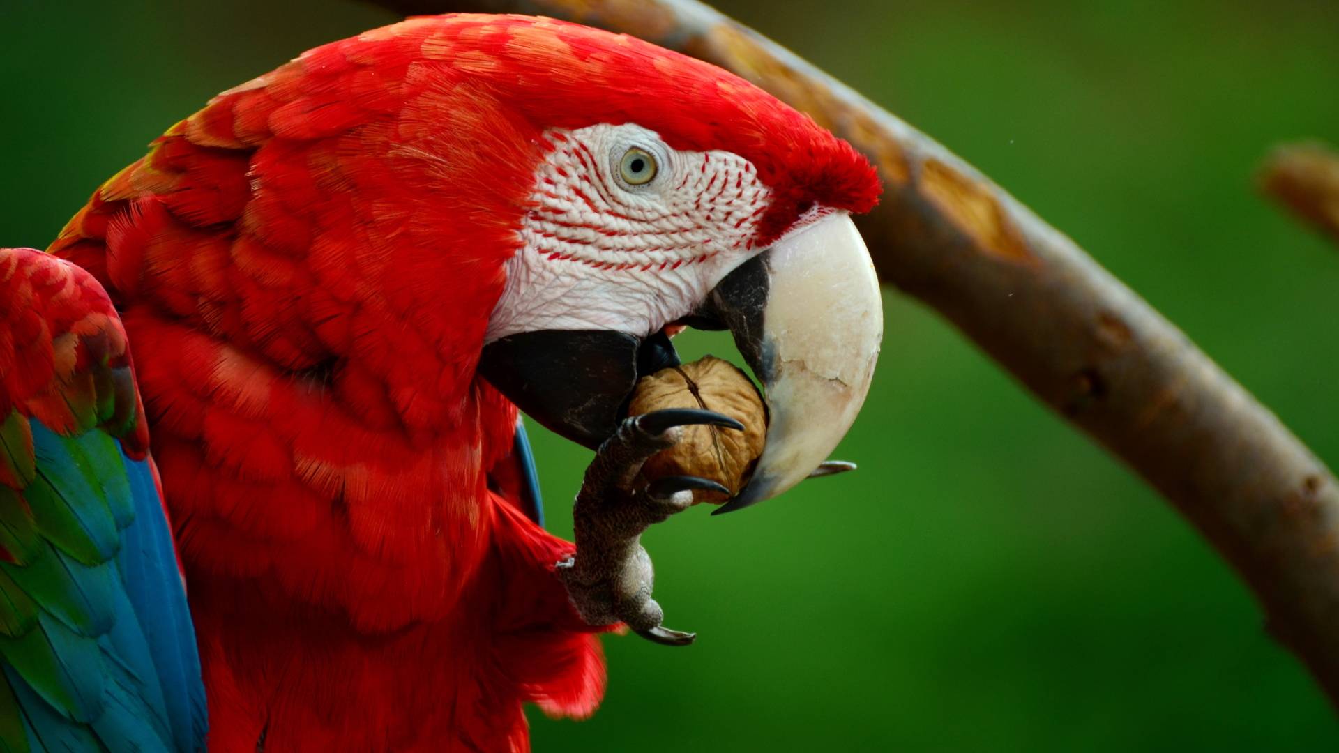 Попугай красный ара: описание, среда обитания и образ жизни