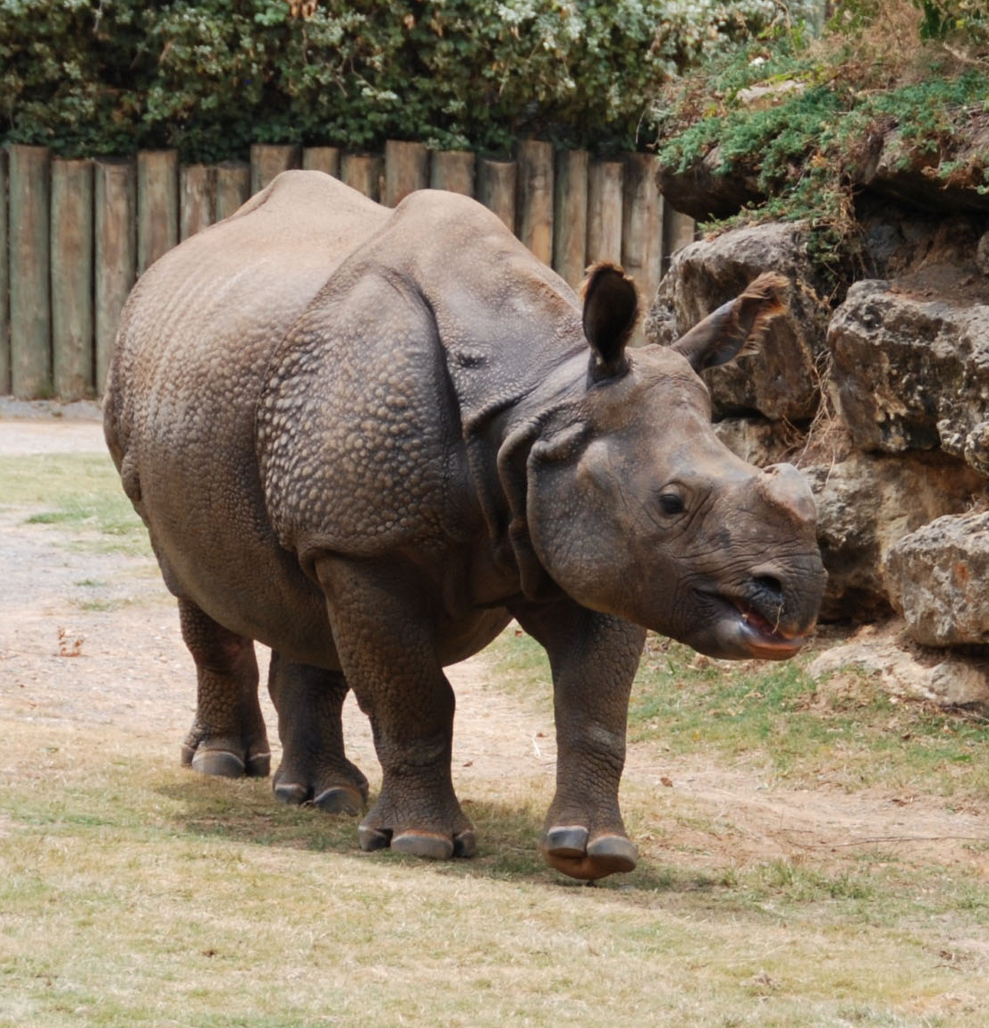 Индийский носорог (rhinoceros unicornis): фото, виды, интересные факты