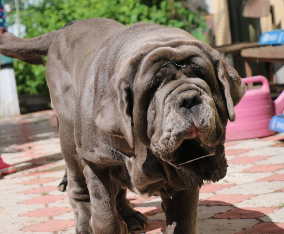 Мастино неаполитано: фото собак, описание породы, принятый стандарт, особенности характера, правила ухода и отзывы владельцев