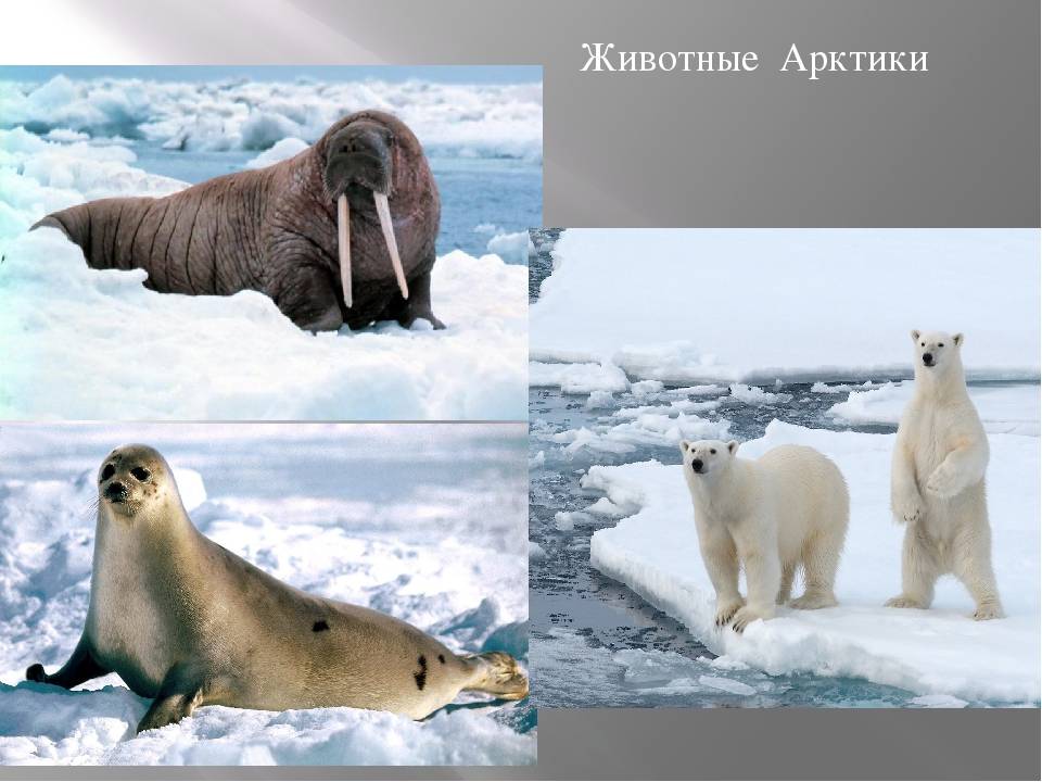 Животные арктических пустынь – по-сибири