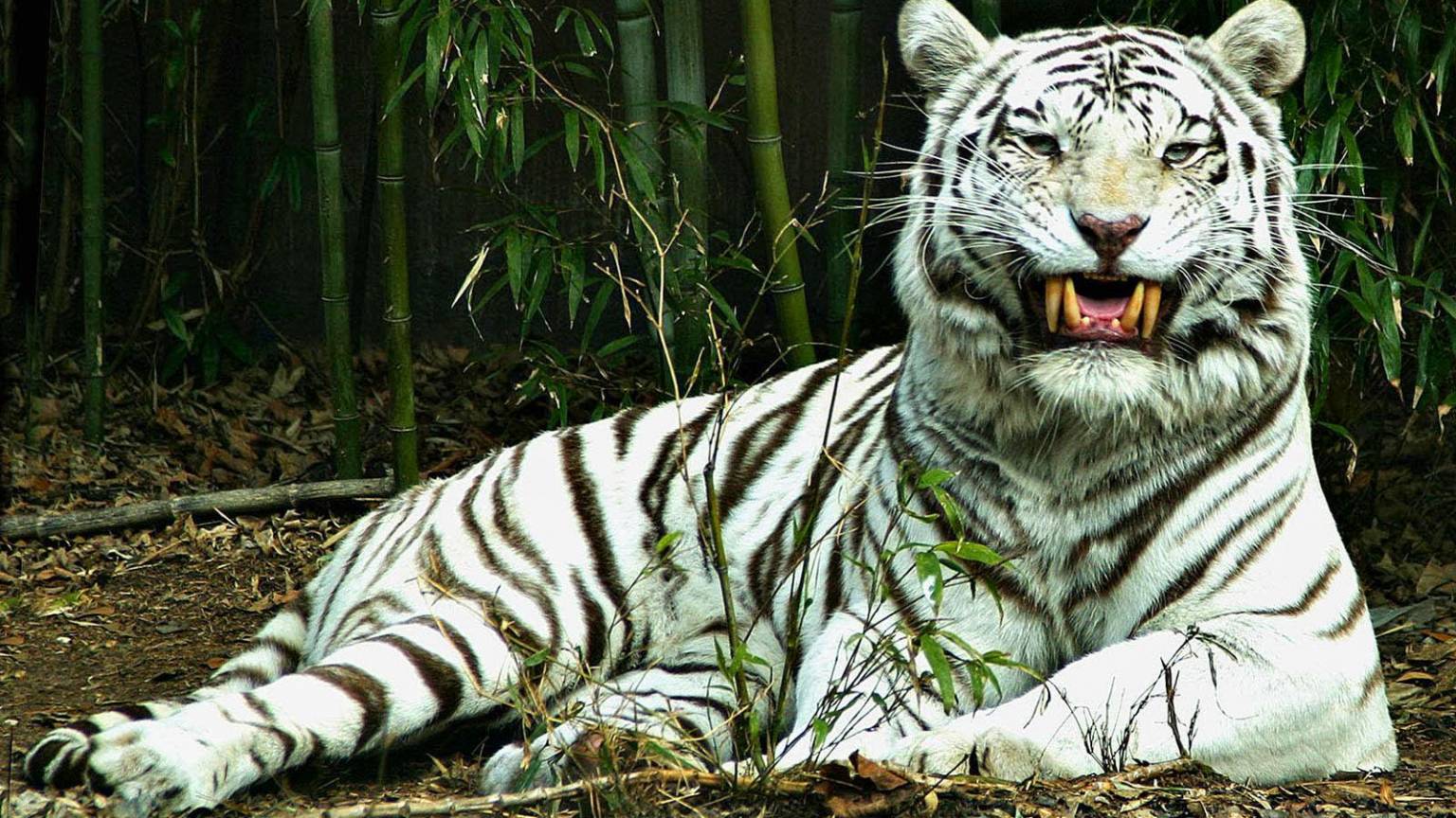 Тигр - описание и фото, чем питается, где обитает, характер, видео