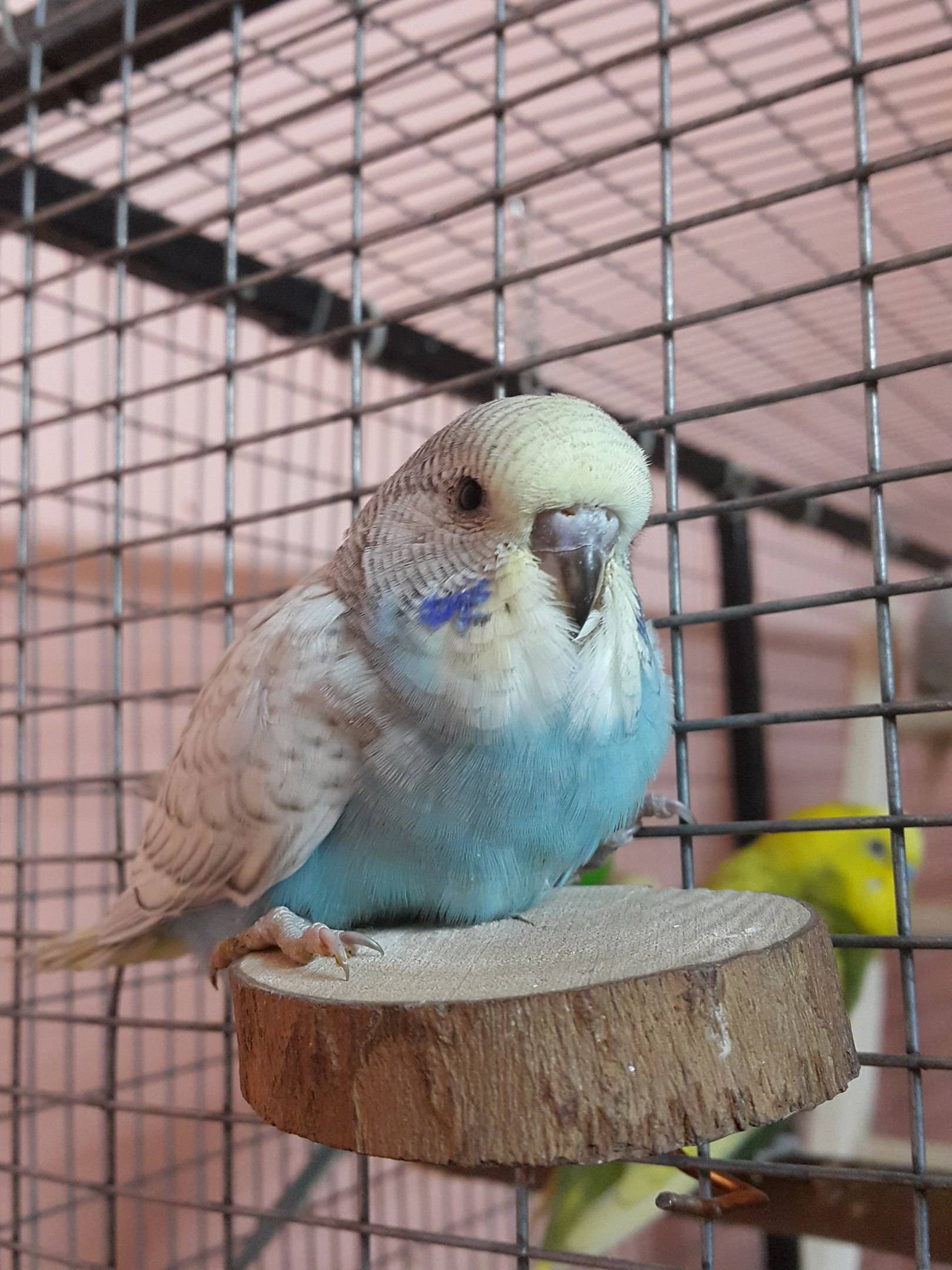 Чешский волнистый попугай. выставочный волнистый попугай (чех)