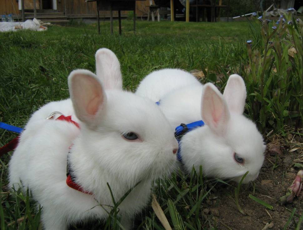 Кролик гермелин: описание породы, содержание и уход, разведение