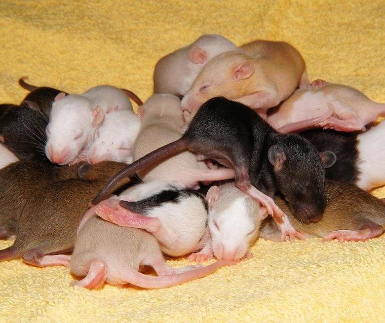 Как ухаживать за декоративными крысами – шпаргалка для хозяина