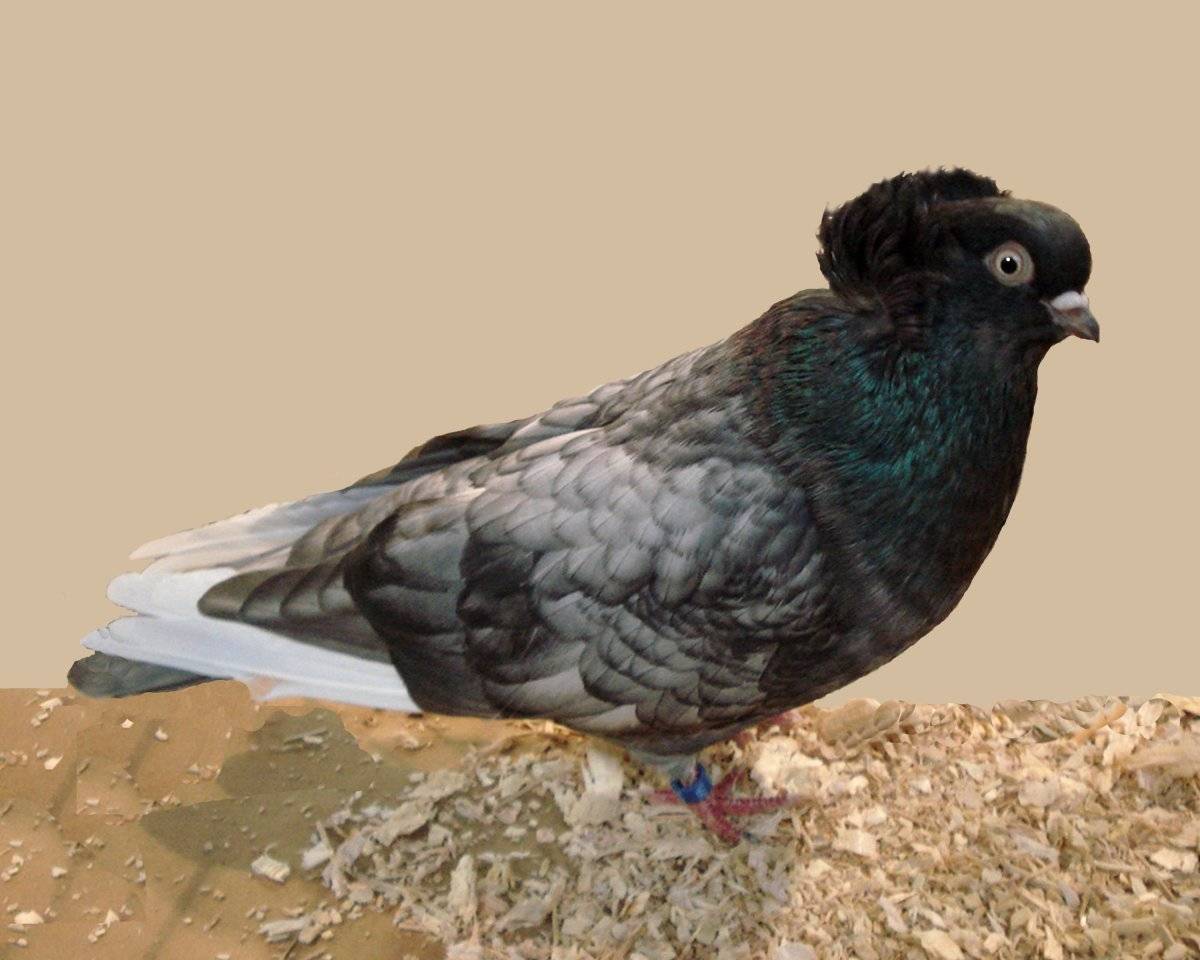 Голуби: породы, их описание и фото. виды домашних голубей