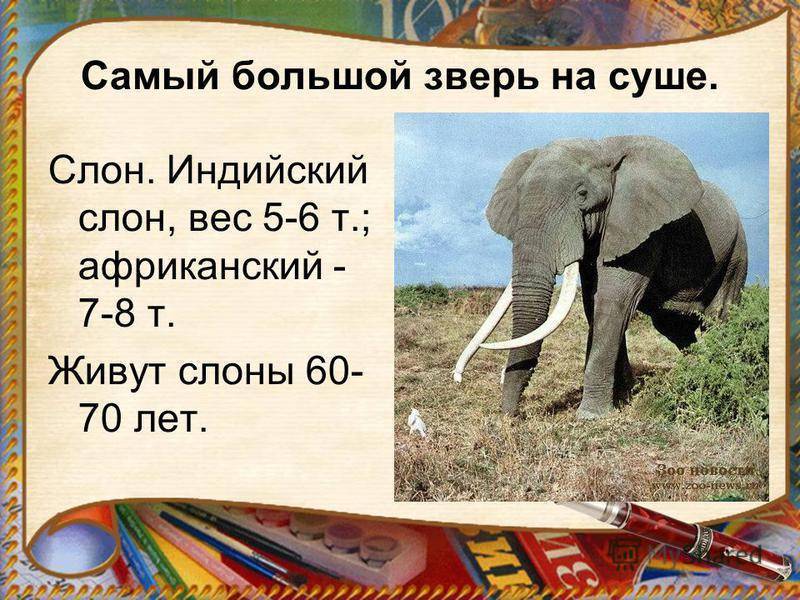 Сколько лет живут слоны в дикой природе и зоопарке (7 видов)