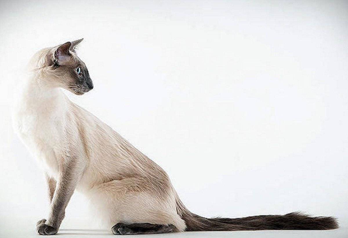Балинезийская кошка. характер, болезни, фото и уход.