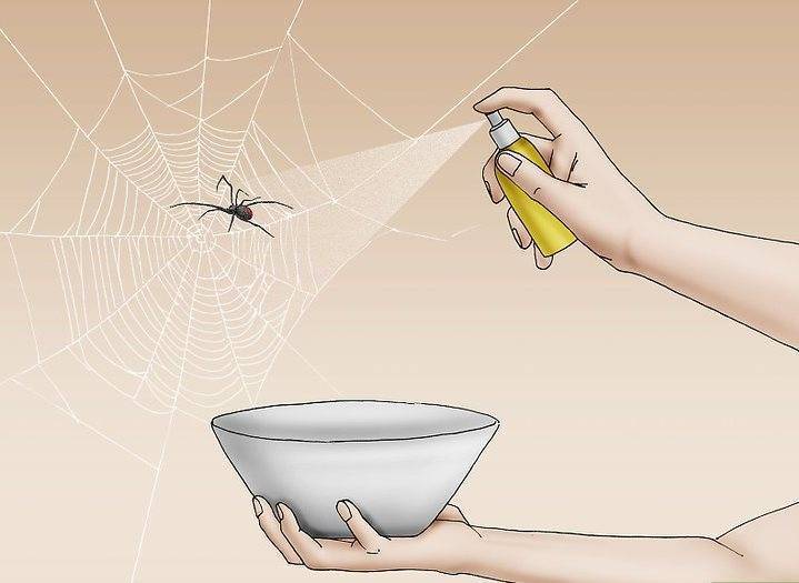 Не так страшен паук, как неприятен — выселяем непрошеного гостя. как избавиться от пауков в квартире своими силами?