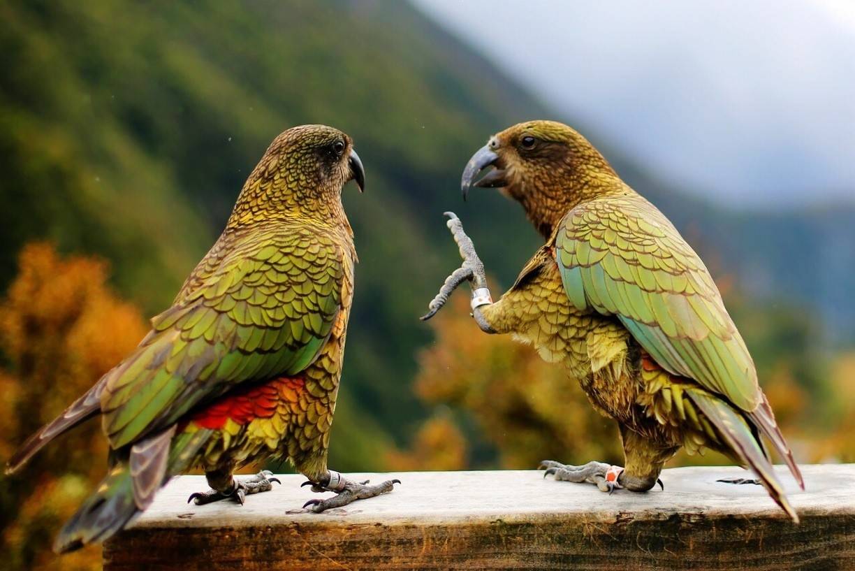 Попугай кеа | энциклопедия домашних животных