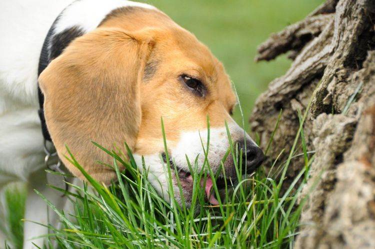 Почему собака ест траву, почему кошки едят траву - ситивет, спб