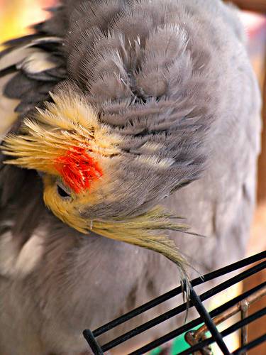 Попугай выщипывает себе перья: на грудке, под крыльями, на попе и на шее до крови: перечень возможных причин и их лечение