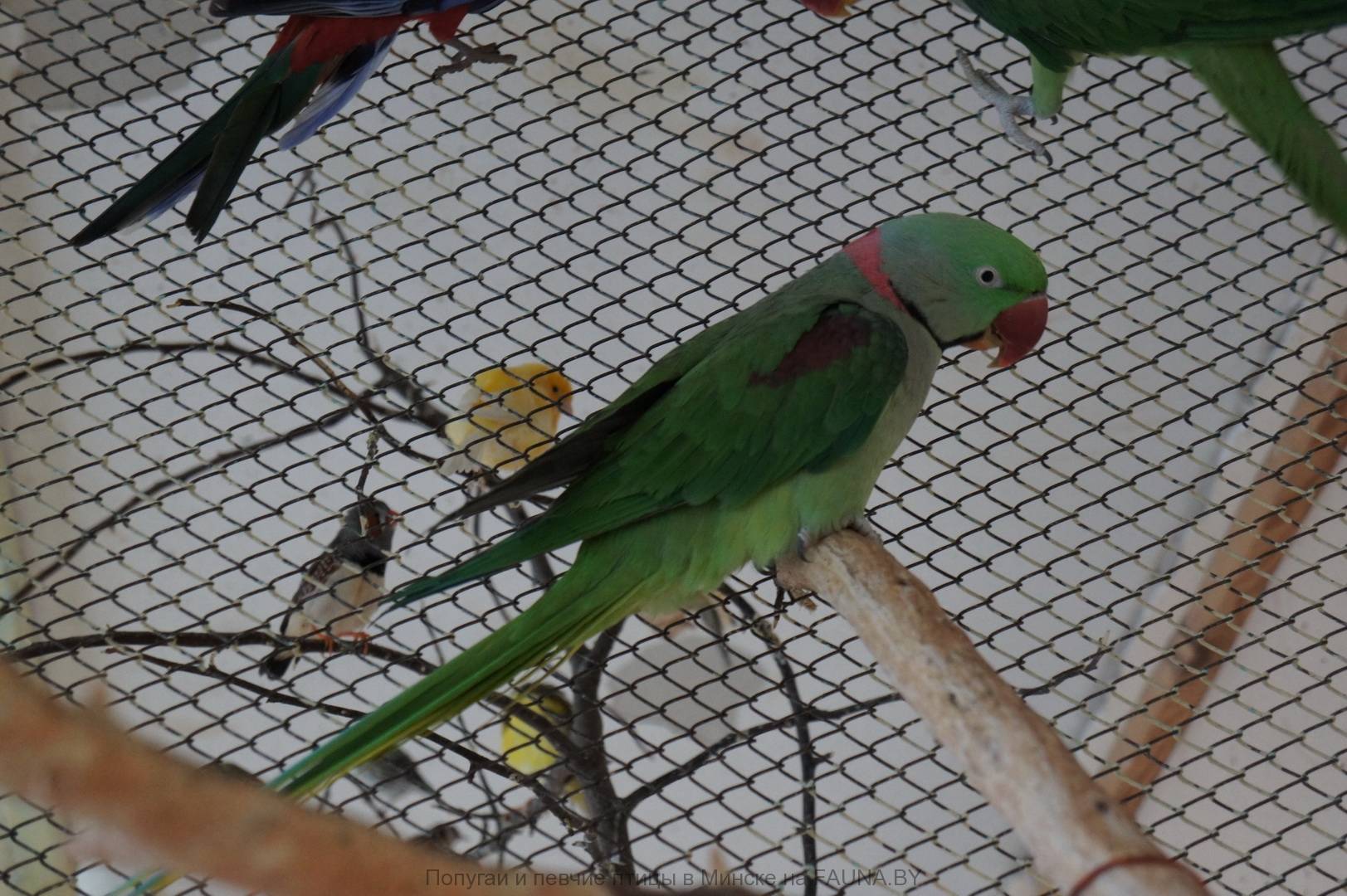 Фото, виды и описание александрийских попугаев