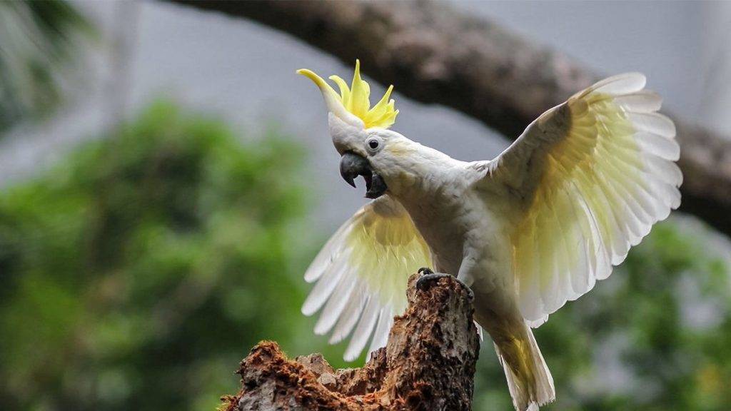 Жизнь волнистых попугаев в дикой природе