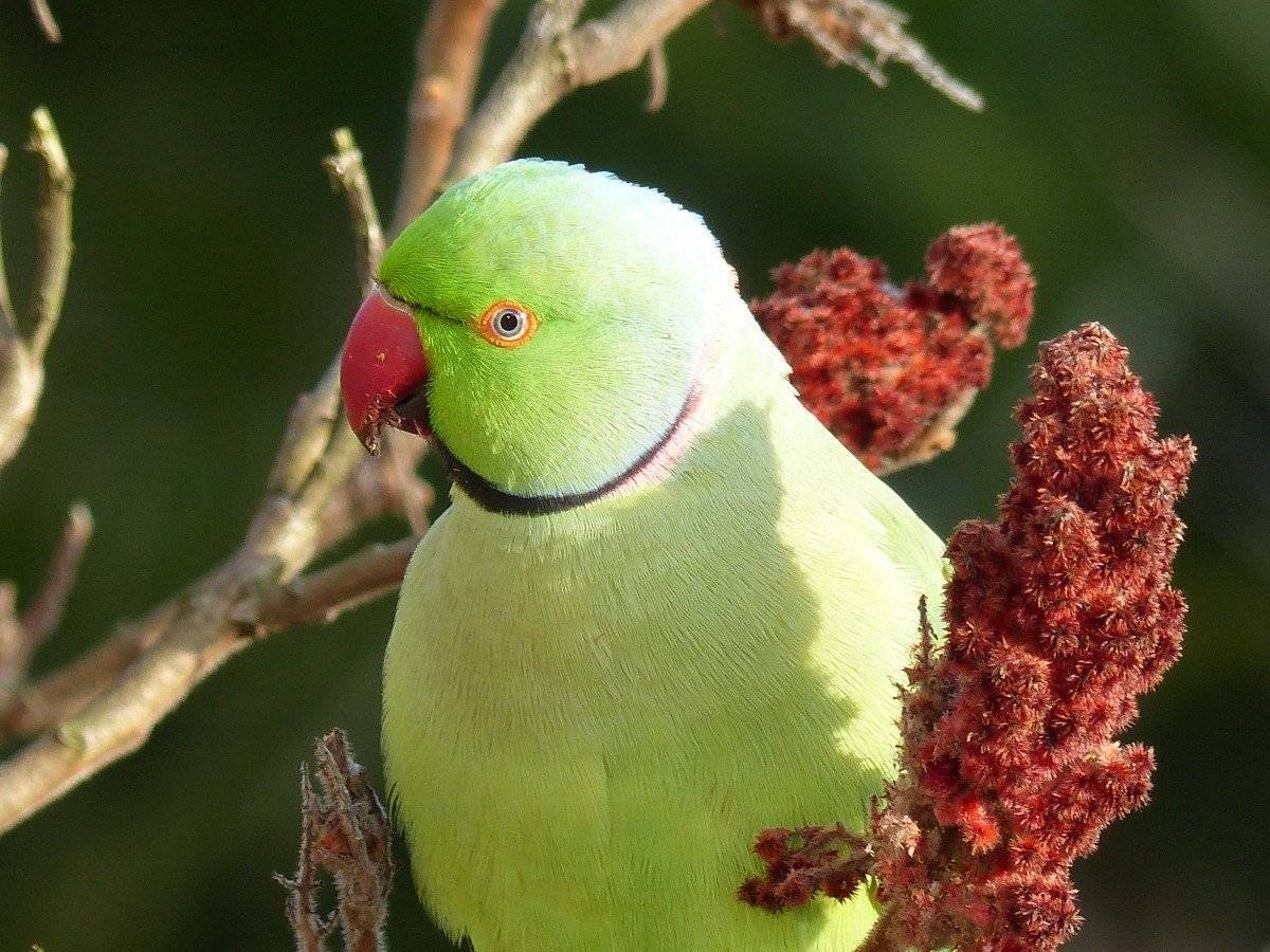 ᐉ сколько живут ожереловые попугаи в домашних условиях - zoogradspb.ru