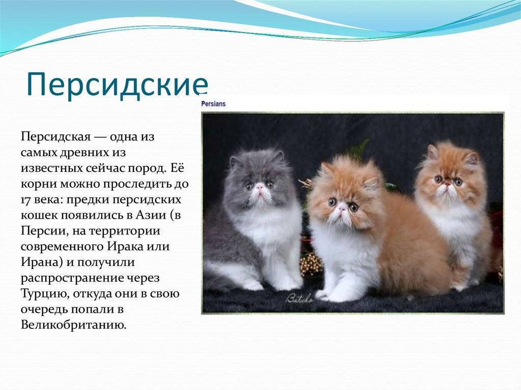 Персидские кошки: виды, описание породы, характер, советы по содержанию и уходу, фото персов