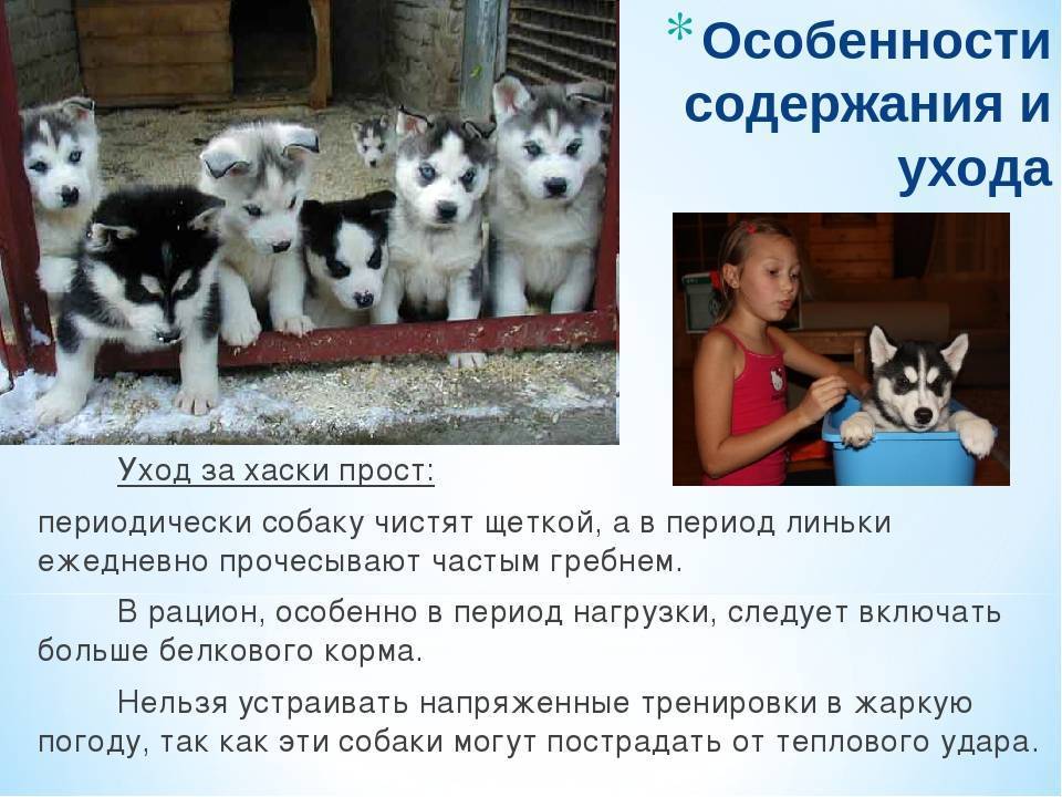 Сибирский хаски: описание, характер породы, кормление, стандарты, уход и содержание | zoosecrets