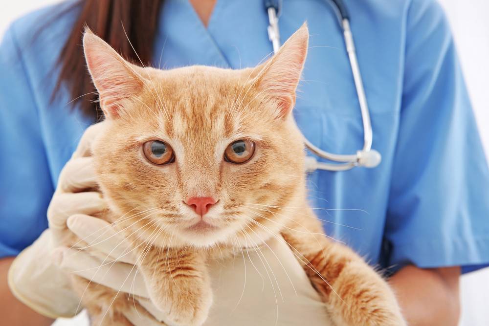 Кожные болезни кошек. описание, симптомы, опасность для человека
