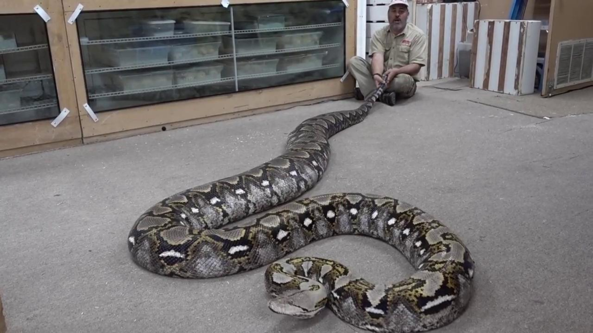 Обзор самых больших змей на планете