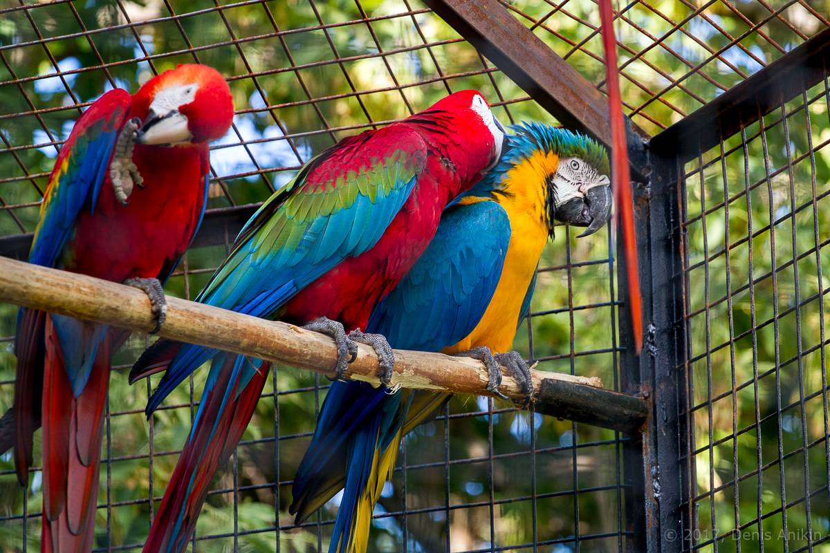 Попугай ара: как выглядит, сколько стоит и живет, как ухаживать и чем кормить