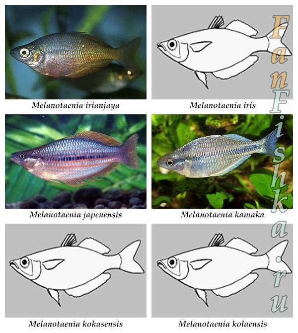 Рыбки петушки: уход и содержание, совместимость, размножение, виды, фото, видео