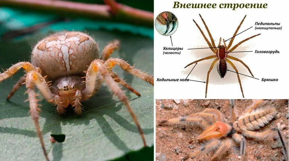 Какие особенности строения клещей и пауков указывают на их сходство: в чем близки членистоногие, и как их отличить друг от друга