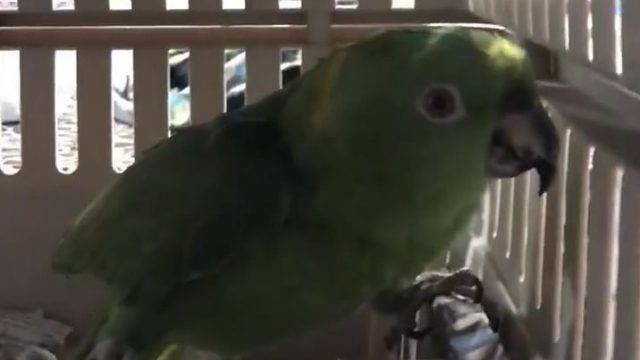 Попугай кричит: причины криков и как отучить попугая кричать