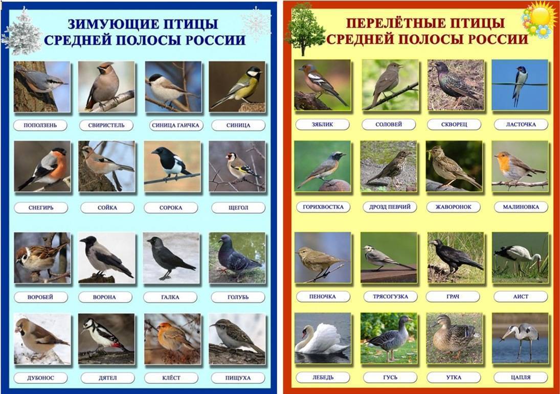 Перелетные и зимующие птицы ️ описание, виды, характеристика, среда обитания, чем отличаются перелетные от зимующих, список птиц с названиями и фото