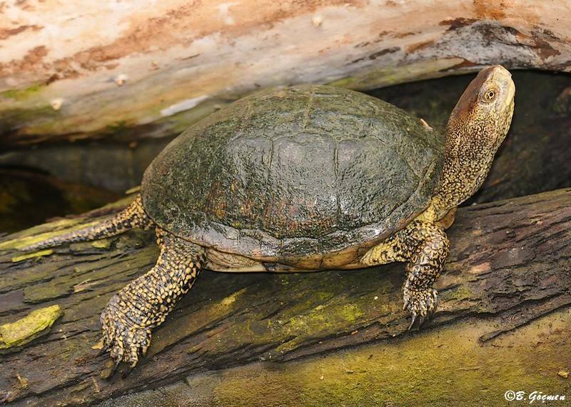 Европейская болотная черепаха: фото, описание, среда обитания