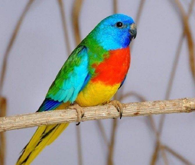 Розовобрюхий травяной попугайчик - попугаеобразные | некоммерческий учебно-познавательный интернет-портал зоогалактика