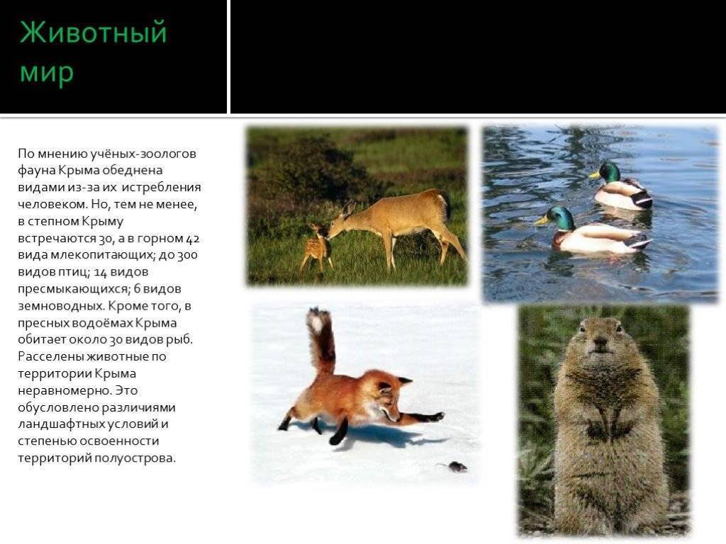 Животный мир крыма | крымология-r wiki | fandom