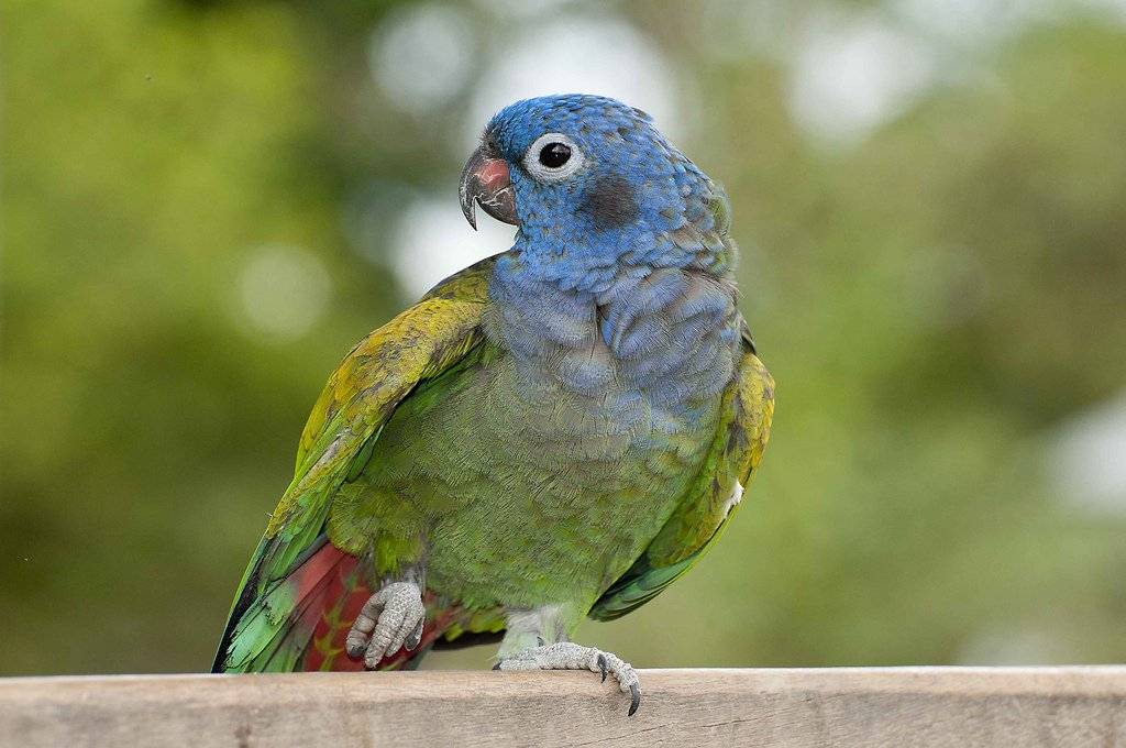Радужный лорикет: видео и описание яркого попугая