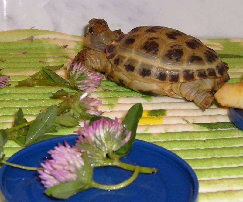 Что ест черепаха в домашних условиях. чем кормить черепаху?